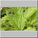 Bibio marci - Maerzfliege 02.jpg